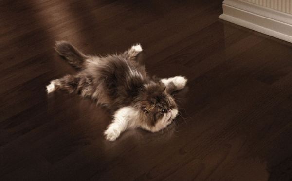 Современное напольное покрытие для дома и квартиры Современное напольное покрытие для дома и квартиры