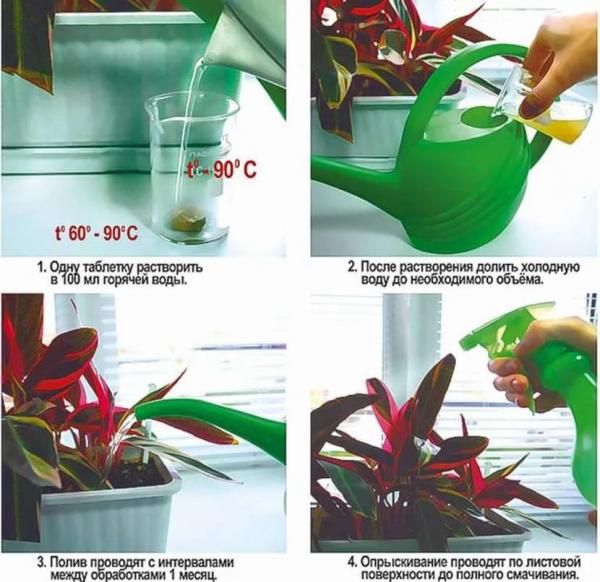 Янтарная кислота для полива цветов: как правильно развести и использовать Янтарная кислота для полива цветов: как правильно развести и использовать