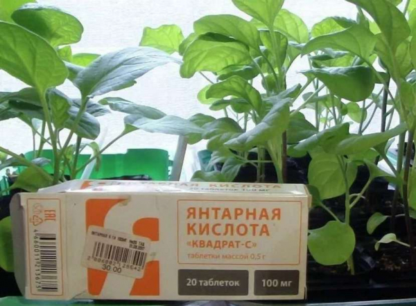 Янтарная кислота для полива цветов: как правильно развести и использовать Янтарная кислота для полива цветов: как правильно развести и использовать