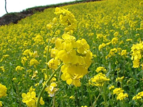 Сидераты на участке: как выбрать и использовать подходящие зеленые удобрения