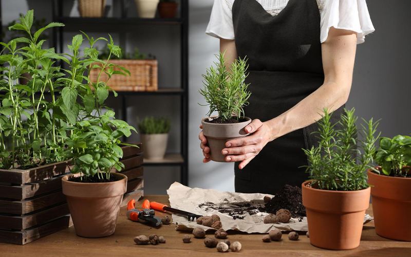 Юкка или розмарин: как интегрировать растения в интерьер