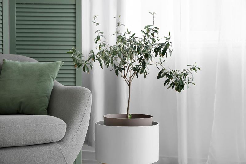 Юкка или розмарин: как интегрировать растения в интерьер