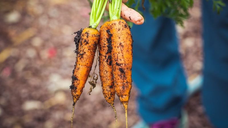 Работы в огороде согласно лунному календарю
