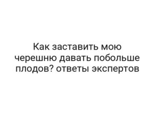 Как заставить мою черешню давать побольше плодов? ответы экспертов